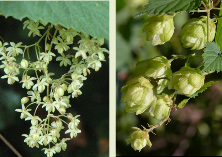 102.hopbellen en manl bloemen (295K)