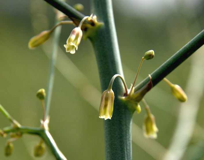 121.Asperge mannelijke bloei (249K)