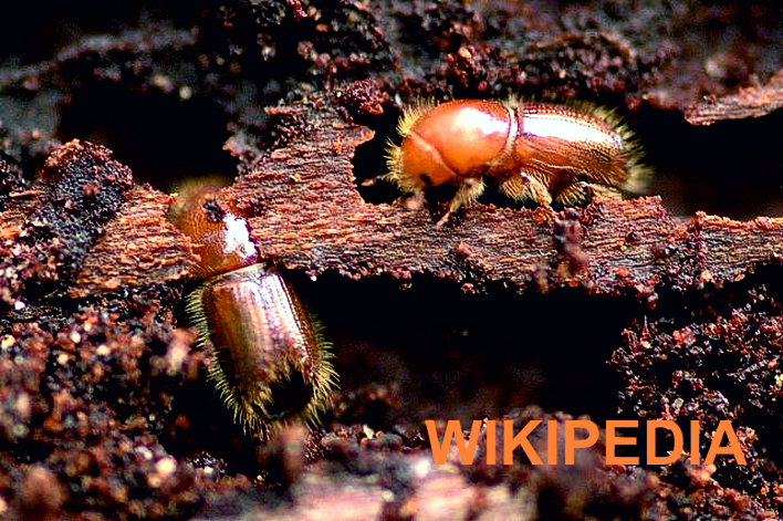 128 Letterzetter - Ips typographus Wiki (2934K)