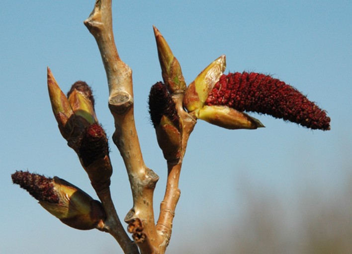 13.populier bloei (64K)