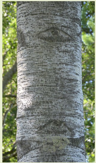 13.populier met ogen (76K)