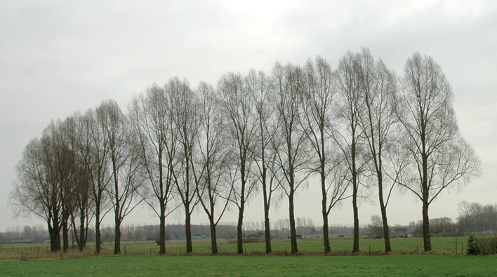 13.populieren landschap (82K)