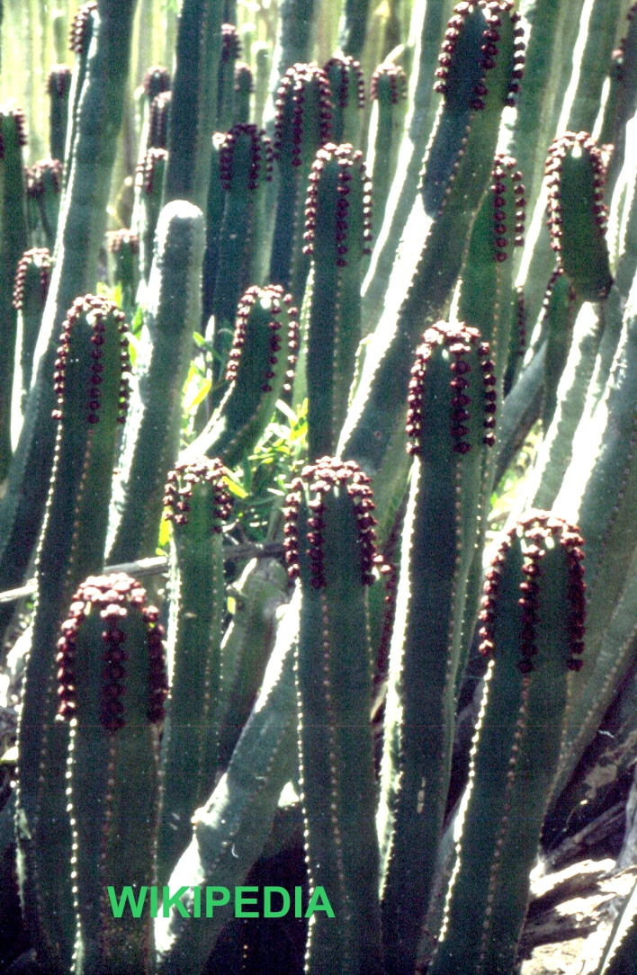 130.wolfsmelk cactus (804K)