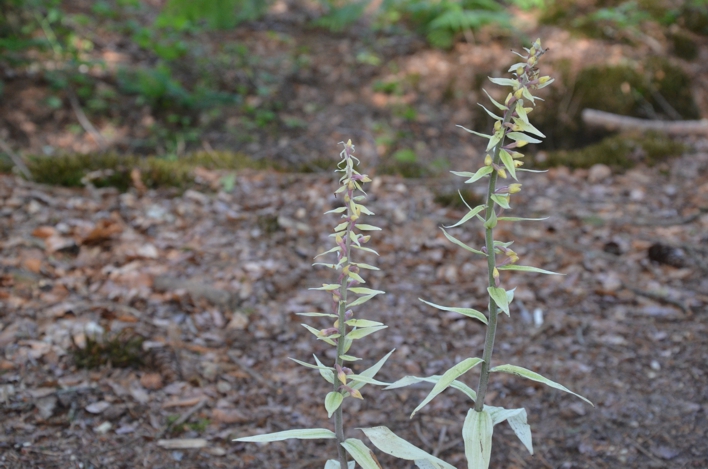 133.albino bloemknoppen (308K)