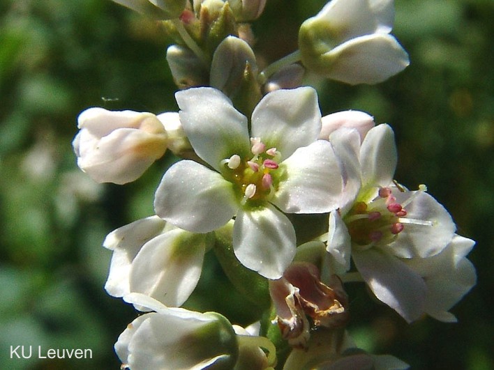 26.boekweit bloem (103K)