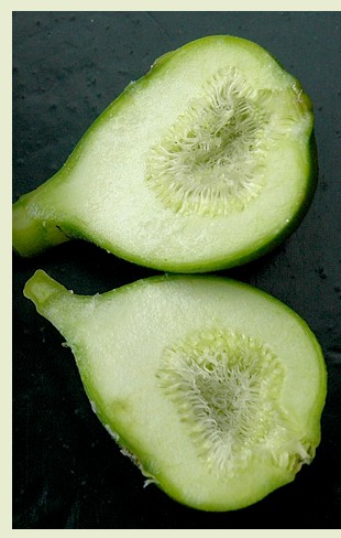 31.vijg onrijp (47K)