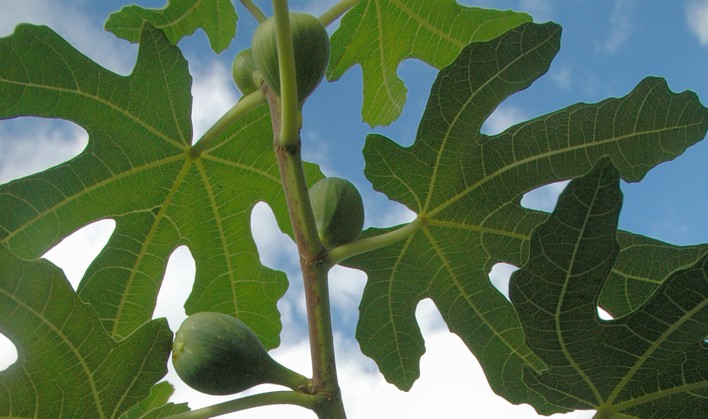 31.vijgenboom (87K)