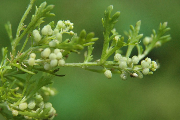 34.varkenskers bloei (102K)