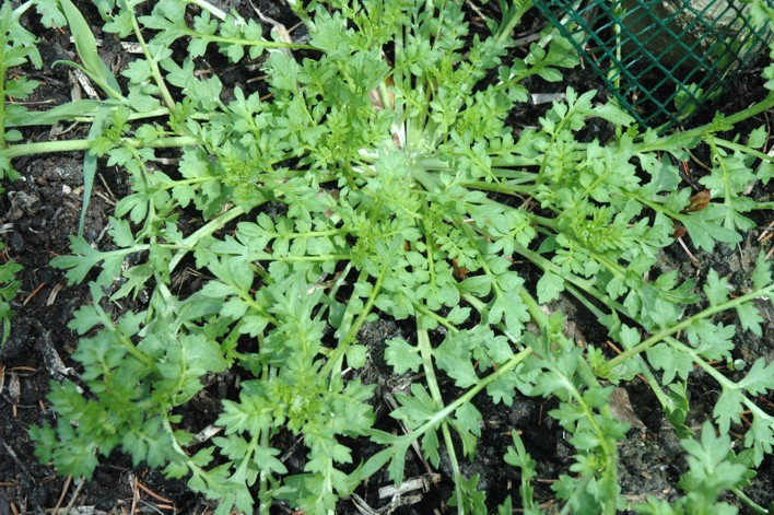 34.varkenskers plant (202K)