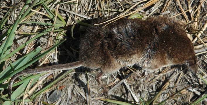 37.spitsmuis dood (120K)