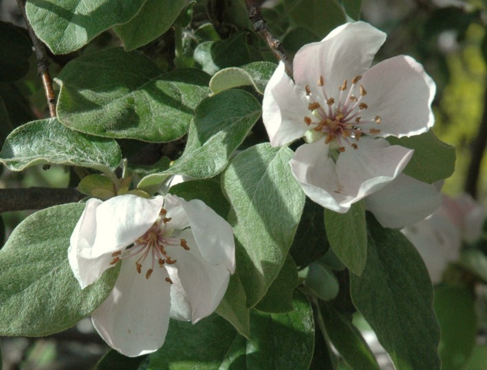 38.appel bloemen (101K)