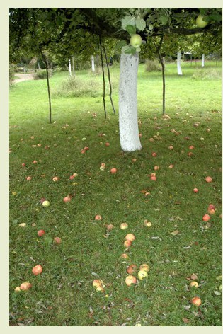 38.appelboomgaard (75K)