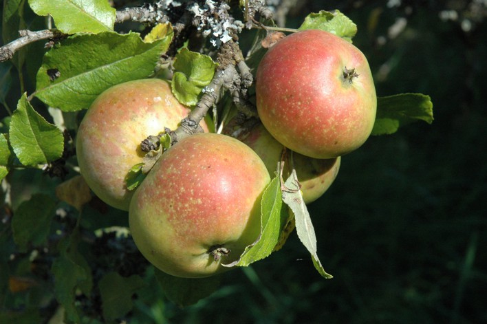 38.appels aan boom (120K)