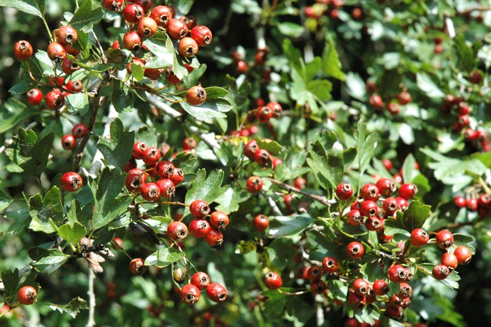 38.lijsterbes (174K)