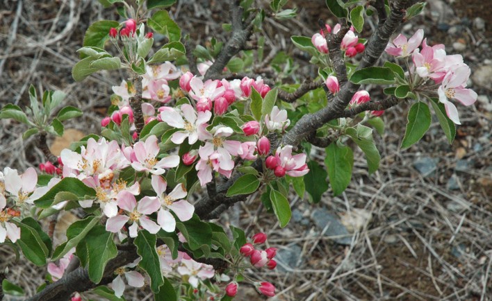 38.tak appelbloesem (123K)