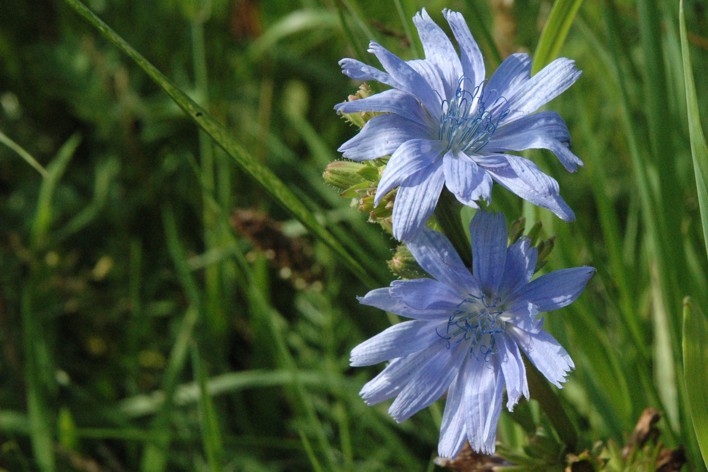 51.cichorei bloem (119K)