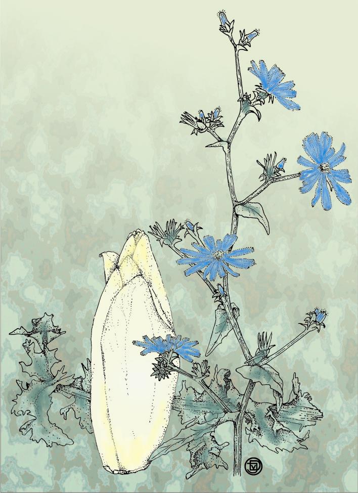 51.cichorei en witlof (509K)