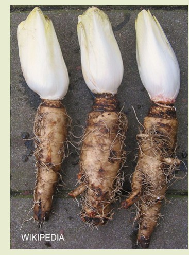 51.witlof met wortel (68K)