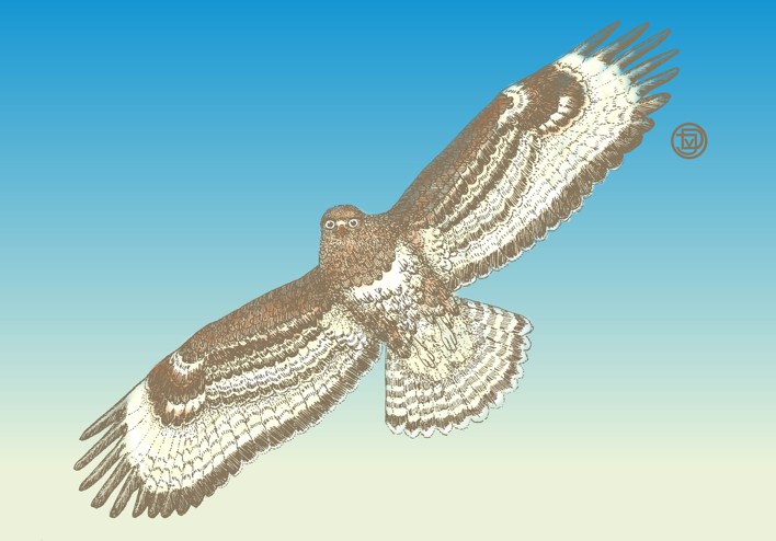 57.buizerd vliegend (73K)